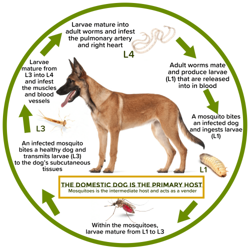 AMERICA'S #1 SAFEST NATURAL FLEA, TICK,MOSQUITOES COLLAR & REPELLENT